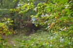 TrailDorado_2014MBU_467.JPG