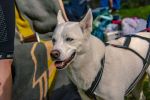 Traildorado_2019_Best-of_Trailrunning_Ultramarathon_042.jpg
